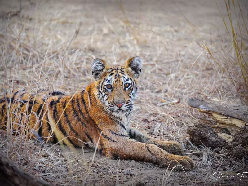 Young tiger cub lying down in pale grass, looking relaxed and curious, Tadoba Tiger Reserve.