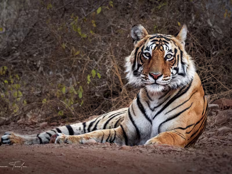 Adult Bengal tiger resting on the forest floor, gazing directly into the camera at Tadoba.