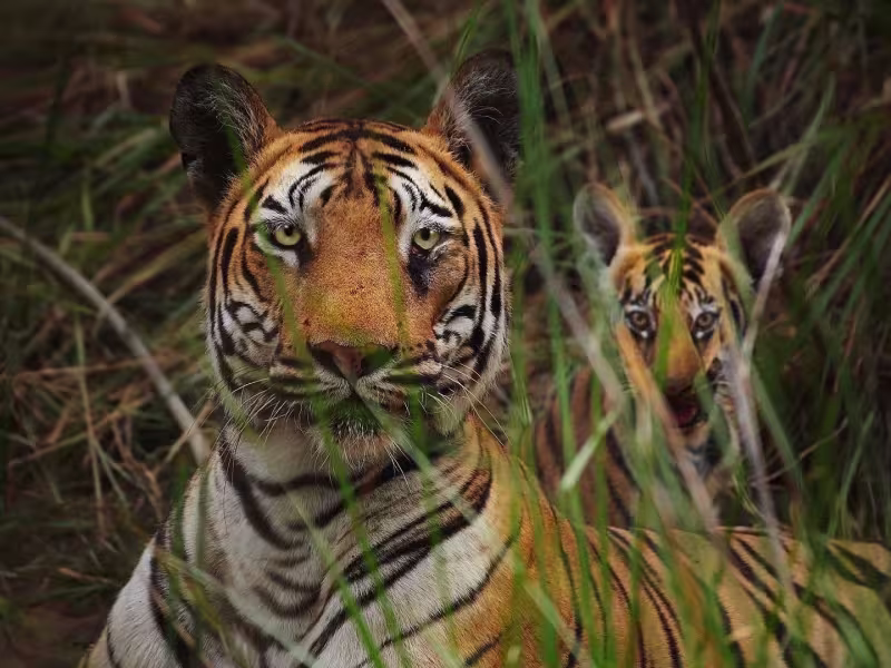 A Bengal tigress and cub resting together, both calmly watching the camera, Tadoba.