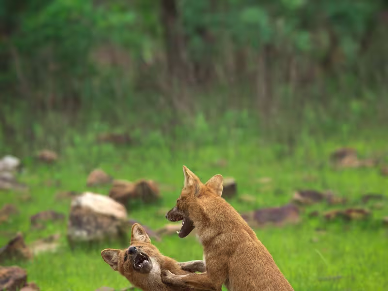 Two Indian wild dogs (dholes) play-fighting on the forest floor in Tadoba Tiger Reserve.