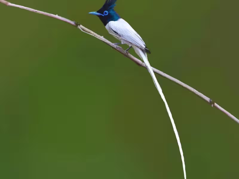 Indian Paradise Flycatcher with long white tail streamers perched above the forest canopy, Tadoba.