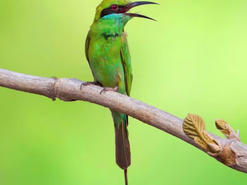 Green bee-eater perched on a branch against a soft green background, Tadoba Tiger Reserve.