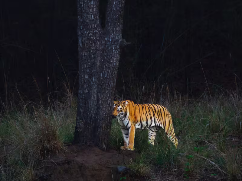 Bengal tiger photographed at night beside a tree in Tadoba Tiger Reserve