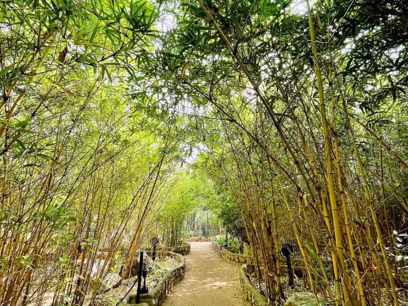 A narrow shaded pathway inside the Limban Resort compound, flanked on both sides by dense bamboo growth, creating a green canopied tunnel effect.