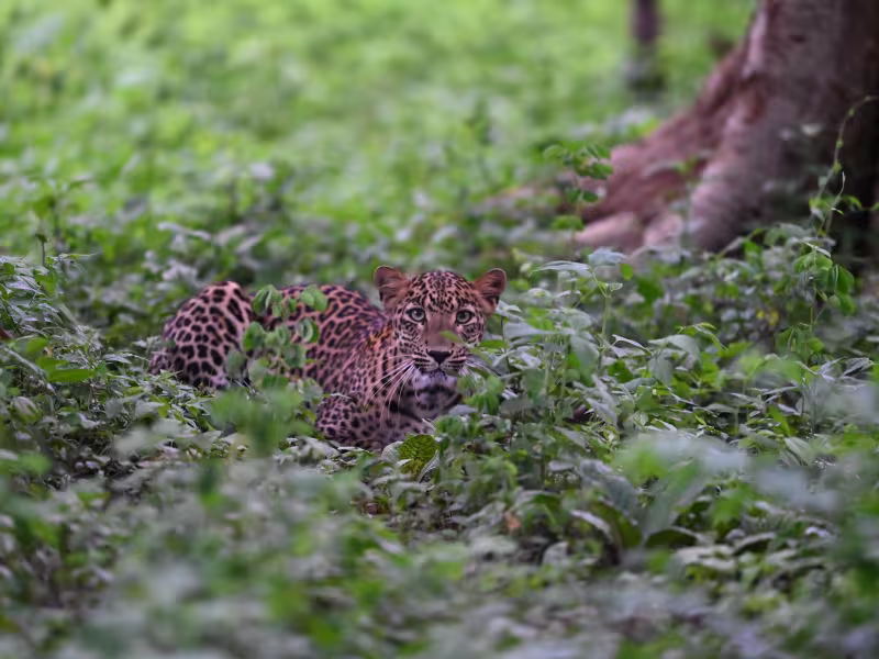 Leopard moving through dense green undergrowth in Tadoba Andhari Tiger Reserve — a rare sighting near Limban.