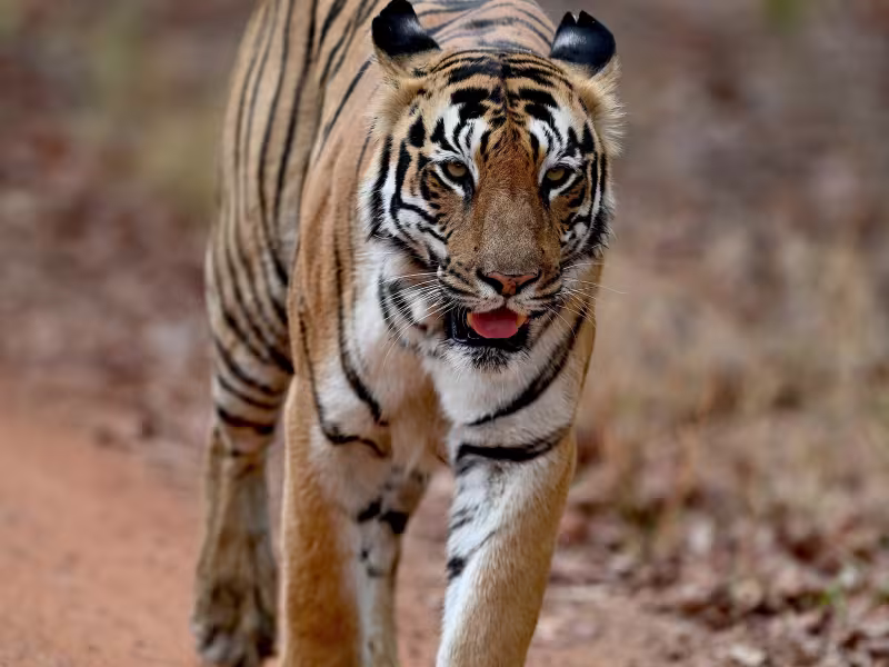 Bengal tiger walking purposefully along a dry forest path in Tadoba Andhari Tiger Reserve.