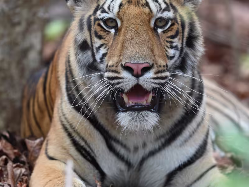 Close-up portrait of a Bengal tiger seated and looking straight into the camera, Tadoba Tiger Reserve.