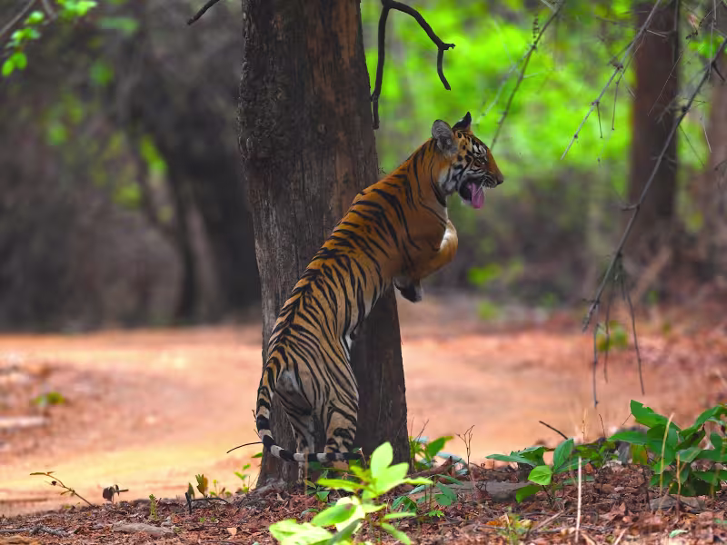 Young Bengal tiger rearing up against an old tree trunk in Tadoba forest.
