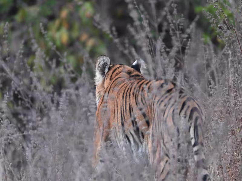 Bengal tigress walking through pale dry grass in Tadoba