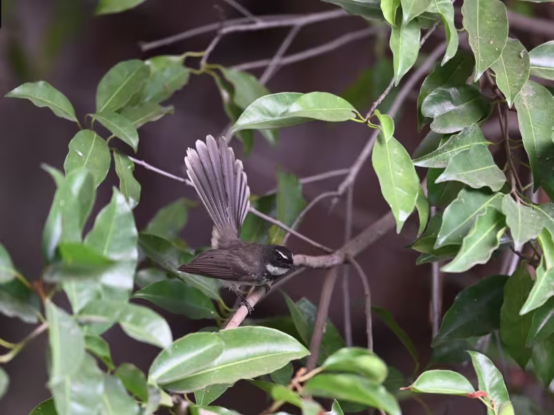 Spot-breasted Fantail (White-spotted Fantail) perched among green leaves in Tadoba Tiger Reserve.