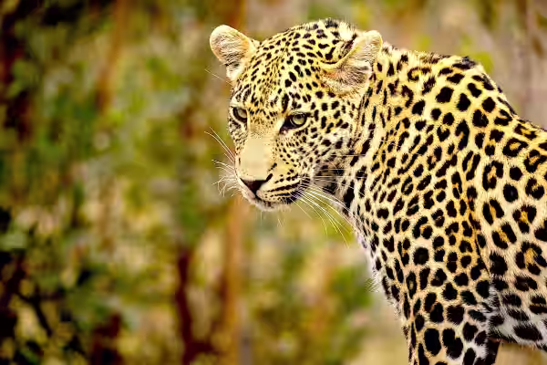 A leopard looking on in Tadoba's hot summer season in the national park