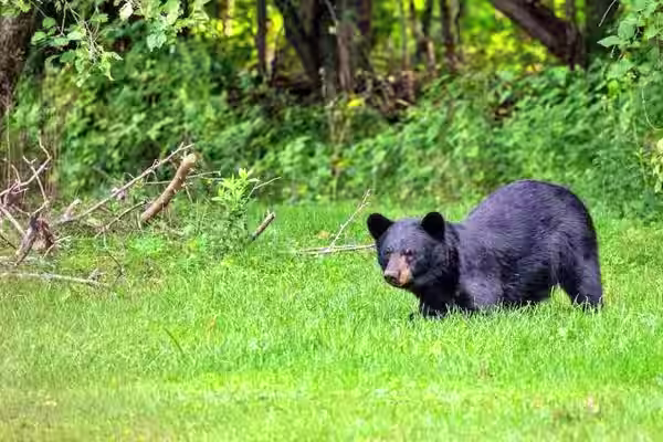 A sloth bear enjoying a walk through the lush green monsoon forest in Tadoba