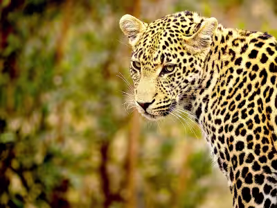 Leopard in Tadoba