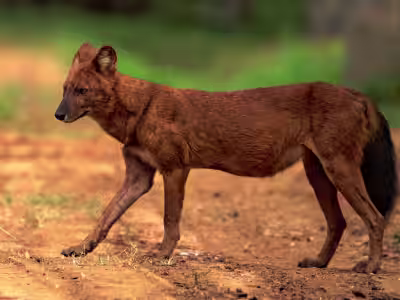 Dhole (Indian Wild Dog) in Tadoba
