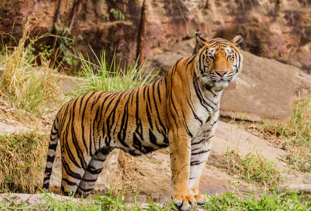 A Bengal tiger prominently posing in Tadoba's core territory