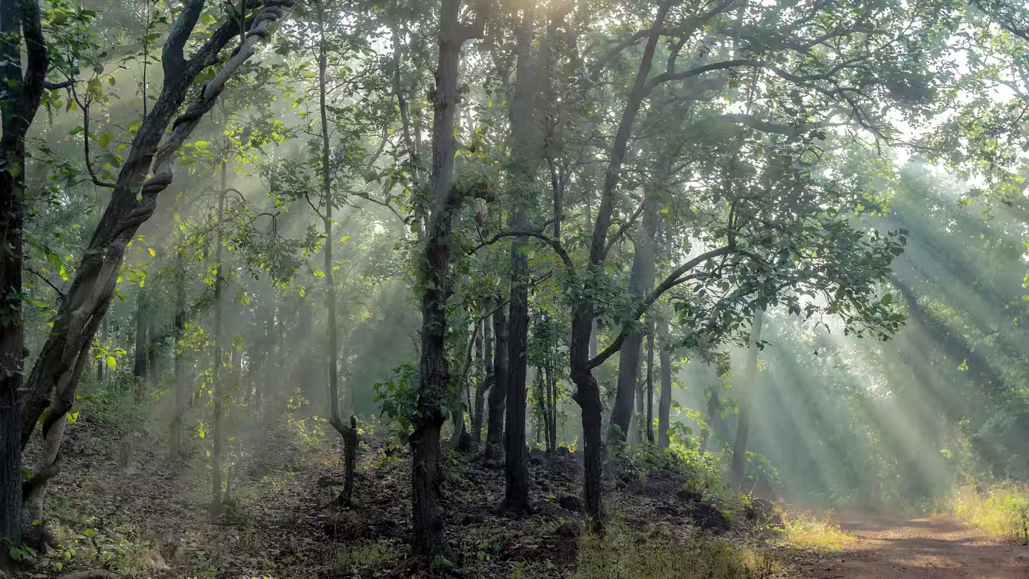Majestic nature in Tadoba National Park - experience it at Limban Resort