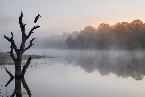Birding safari in Tadoba Andhari Tiger Reserve — birds of Central India
