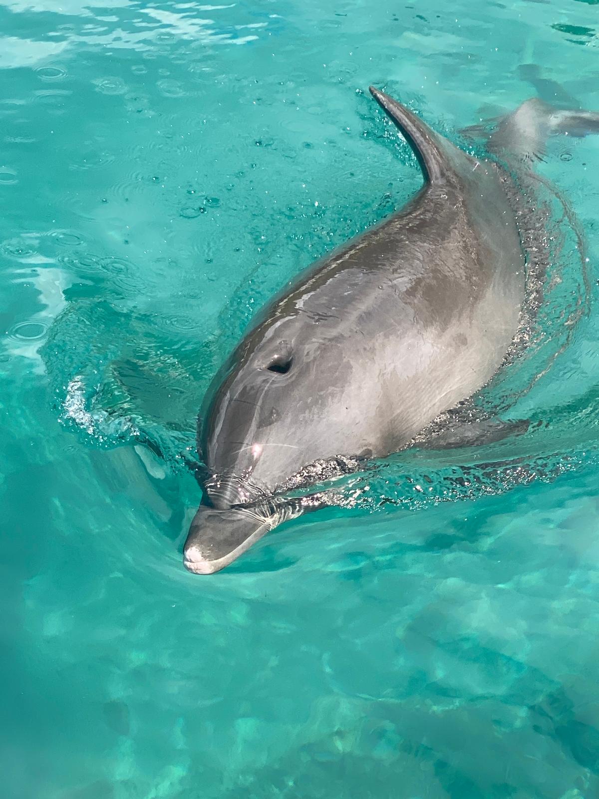 Hina, dauphine de Moana Ora