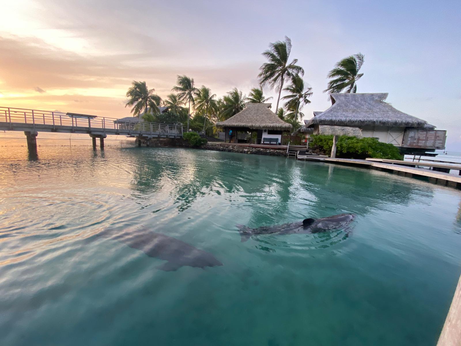 Moana Ora — vie au sanctuaire