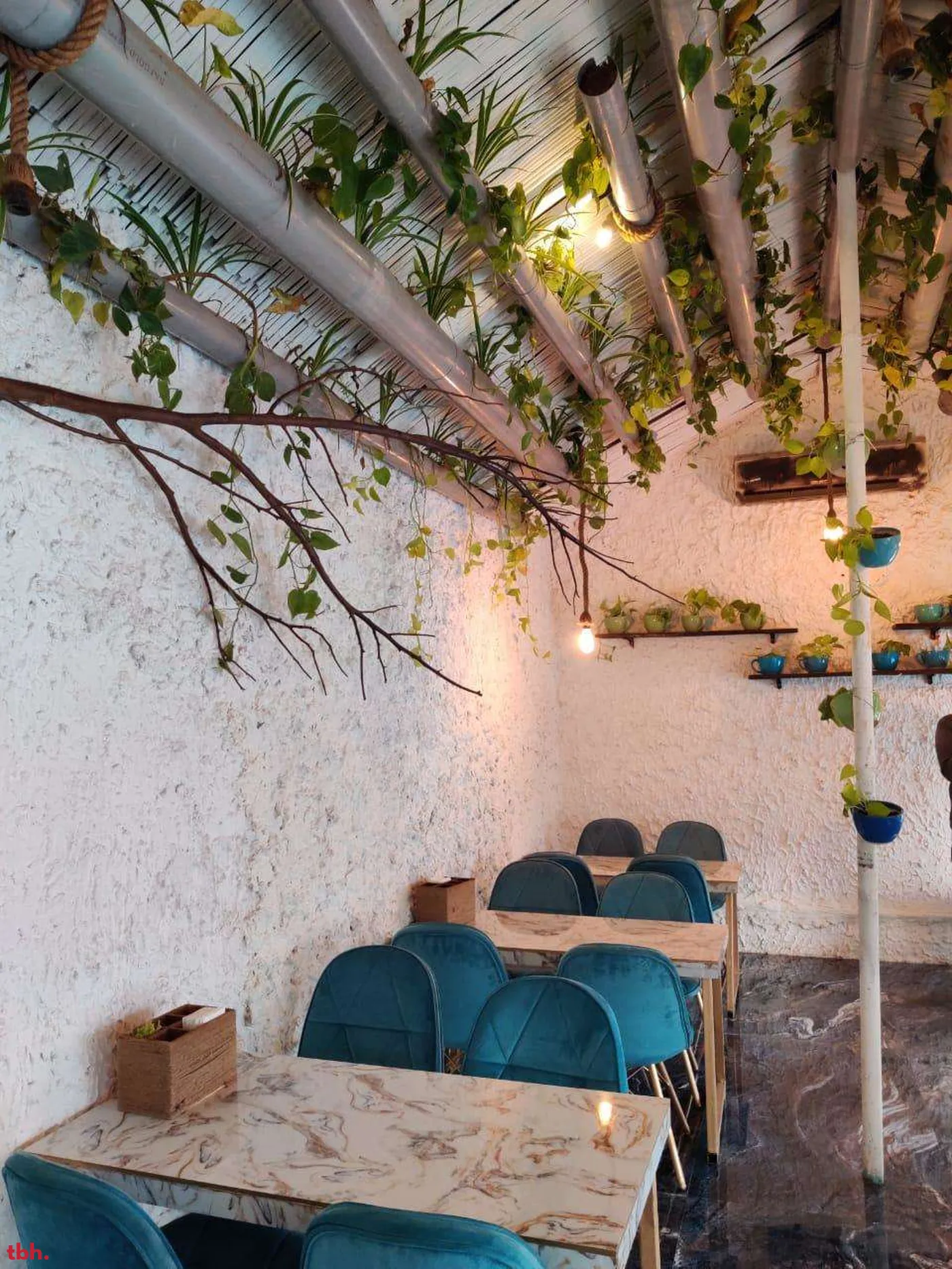 The Big Tree Cafe Outlet Image