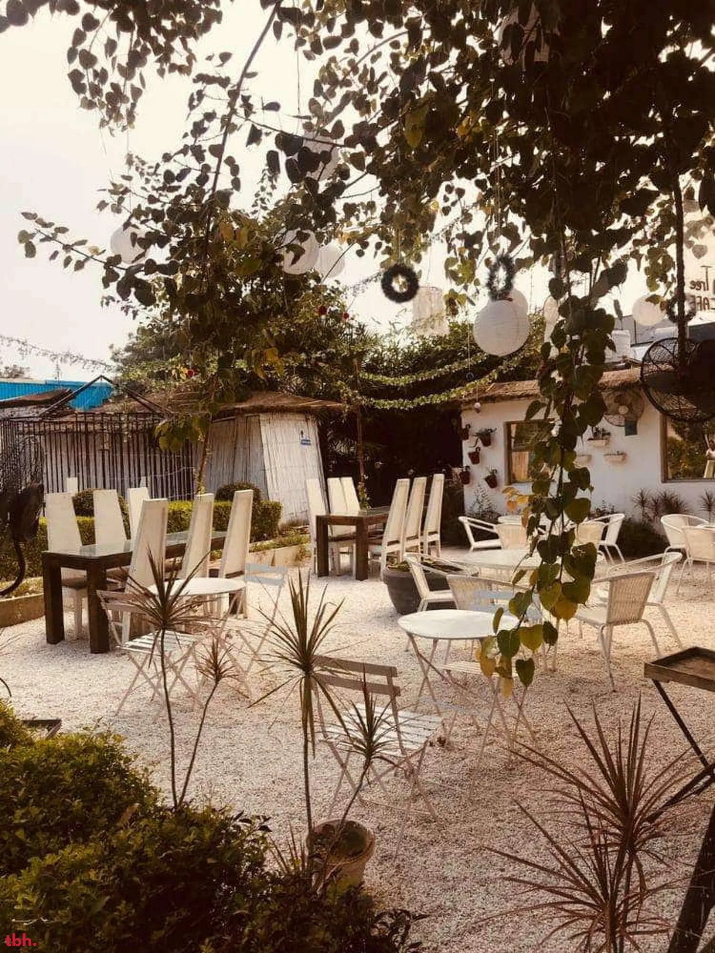 The Big Tree Cafe Outlet Image