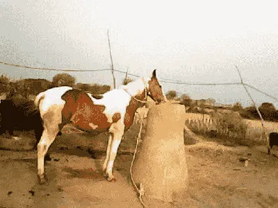 God Narsingh Temple ,Achalpura