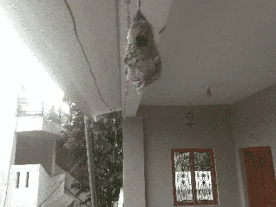 Manokamneshvari mata temple