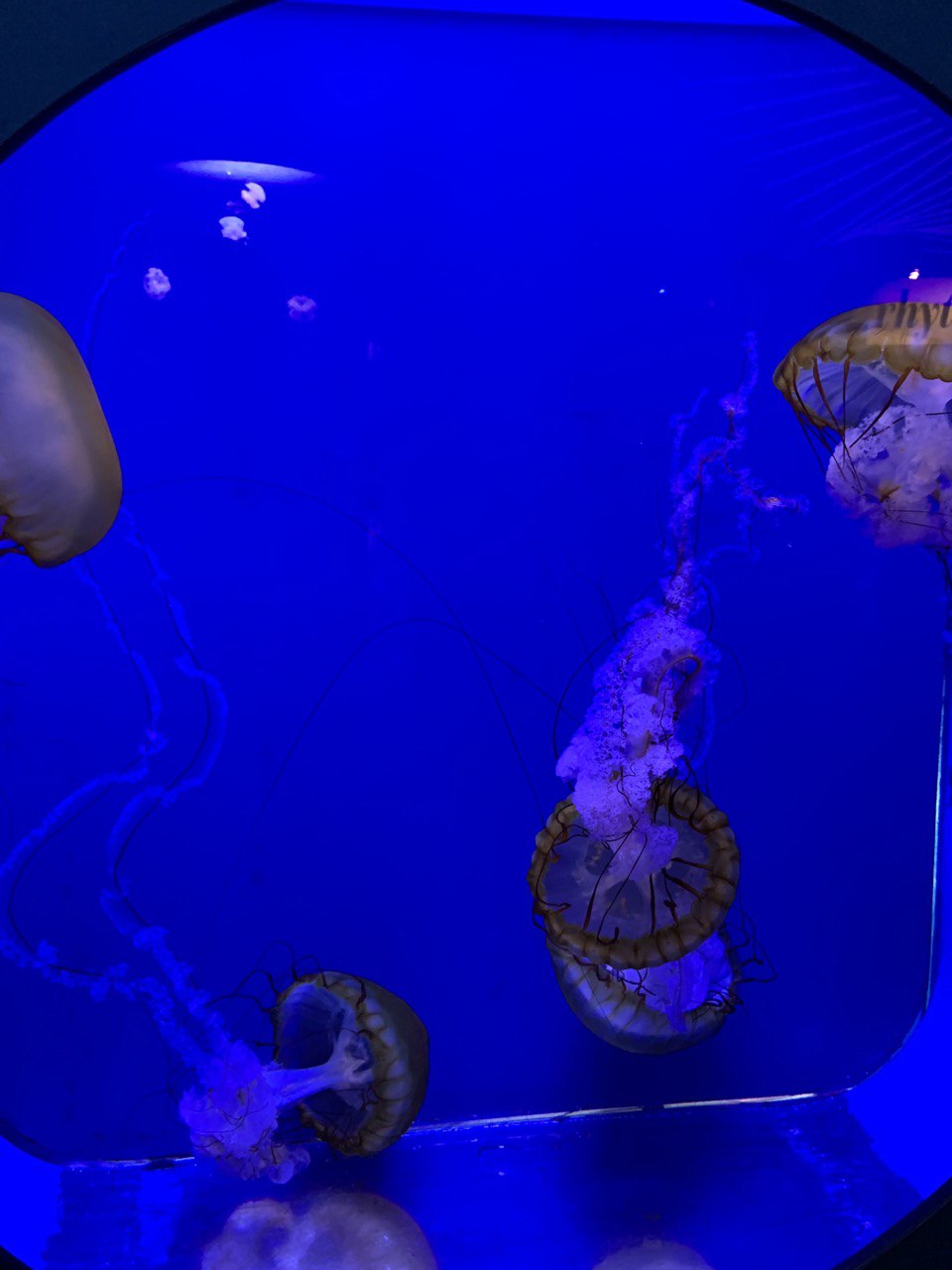 Shedd Aquarium 4