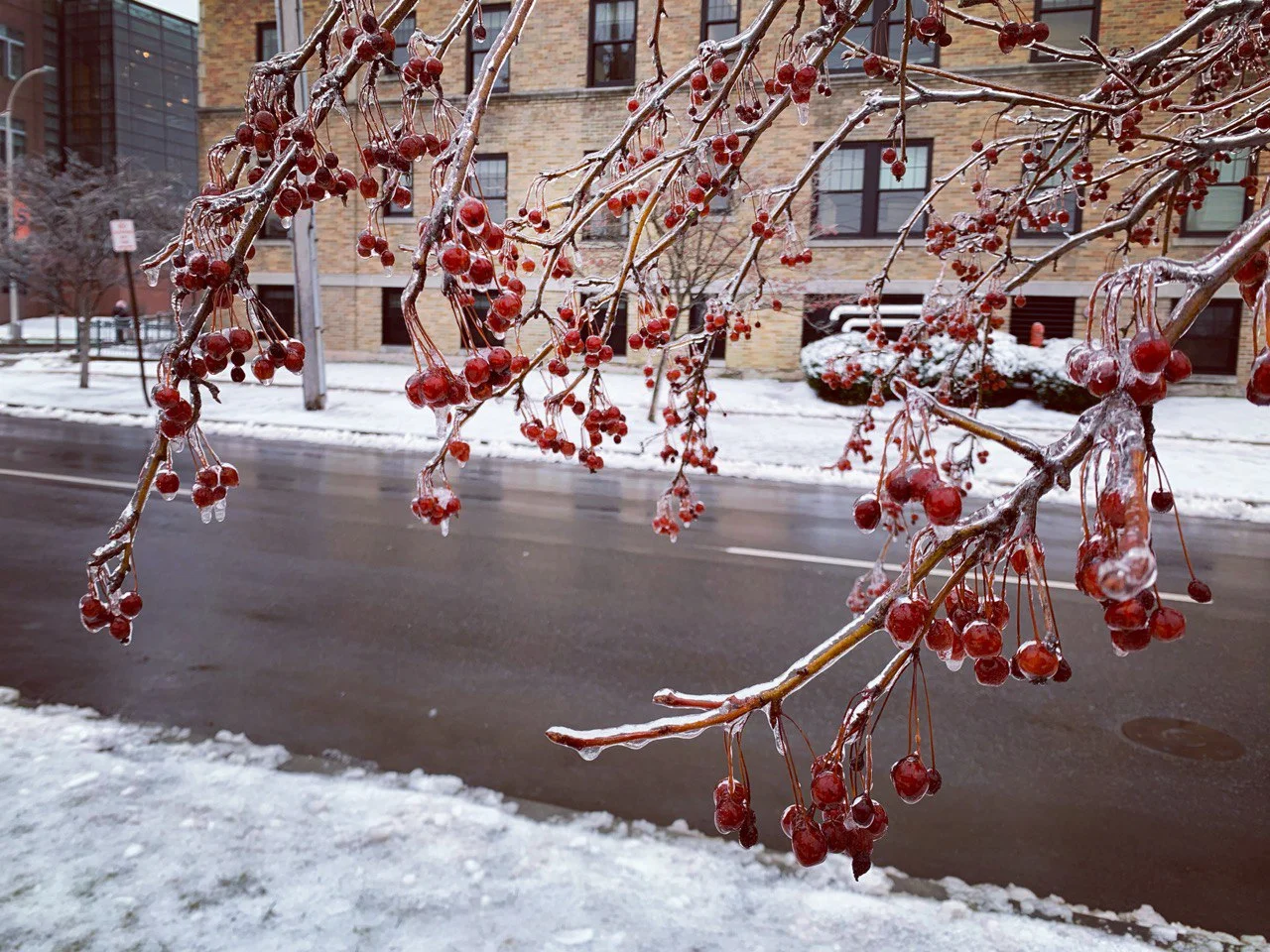 snow tree Feb 23