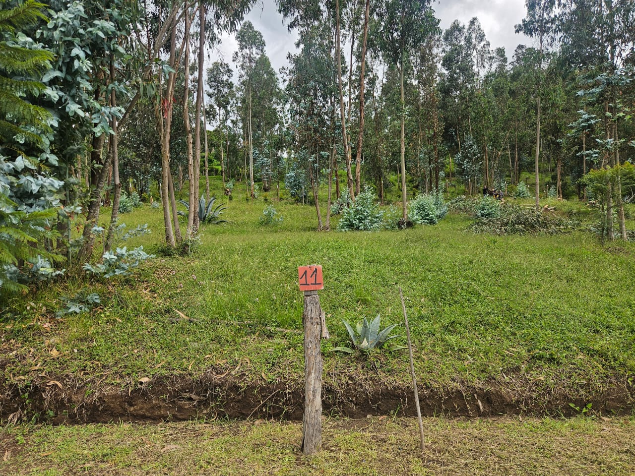 Urbanizacion BOSQAL - Chiviqui - Tumbaco - Quito