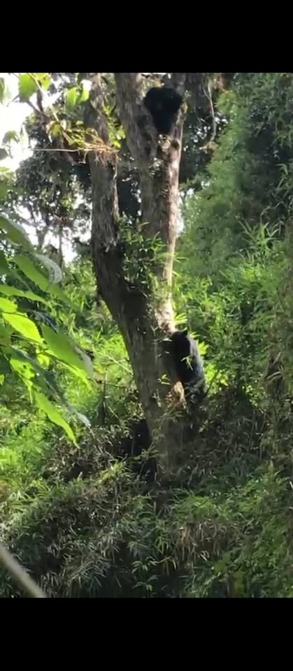 Finca en Intag 200 ha