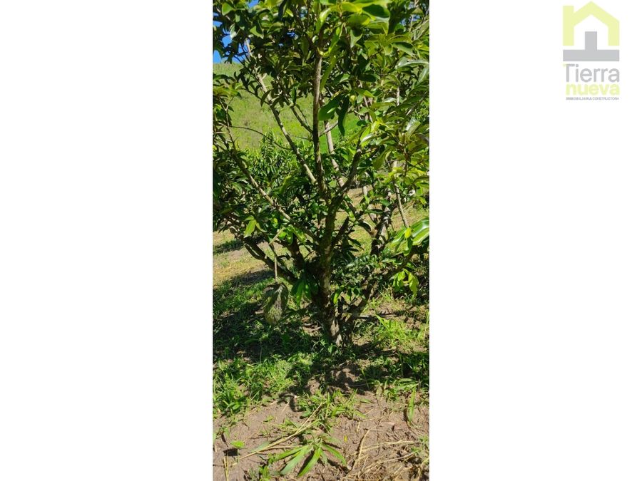 Finca en Intag 10 ha