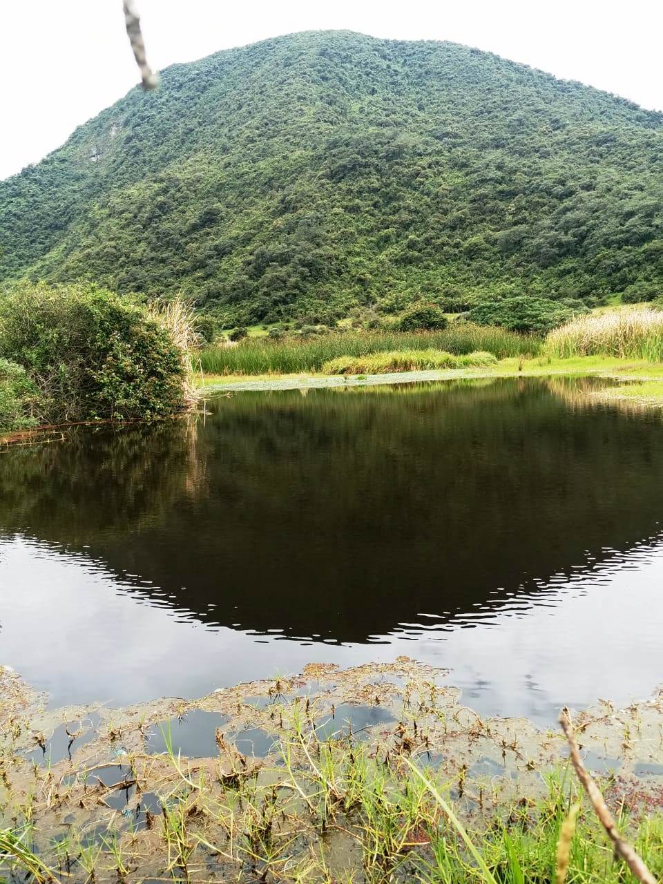 Finca en Selva Alegre - Imbabura 145 ha