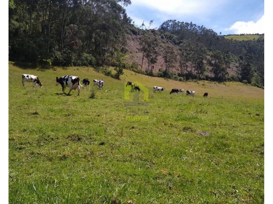 Finca en Selva Alegre - Imbabura 145 ha