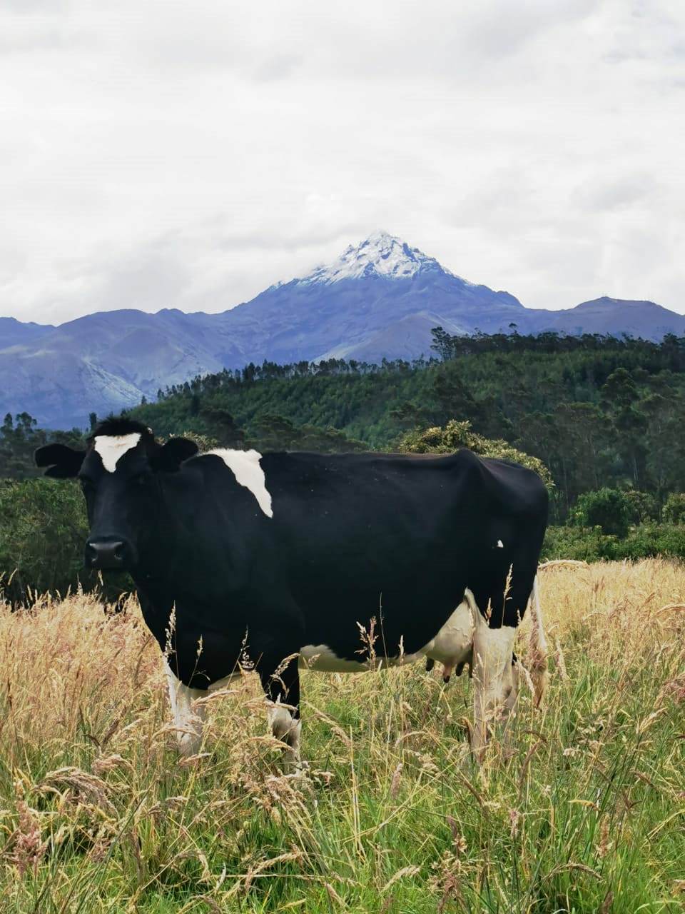 Finca en Selva Alegre - Imbabura 145 ha