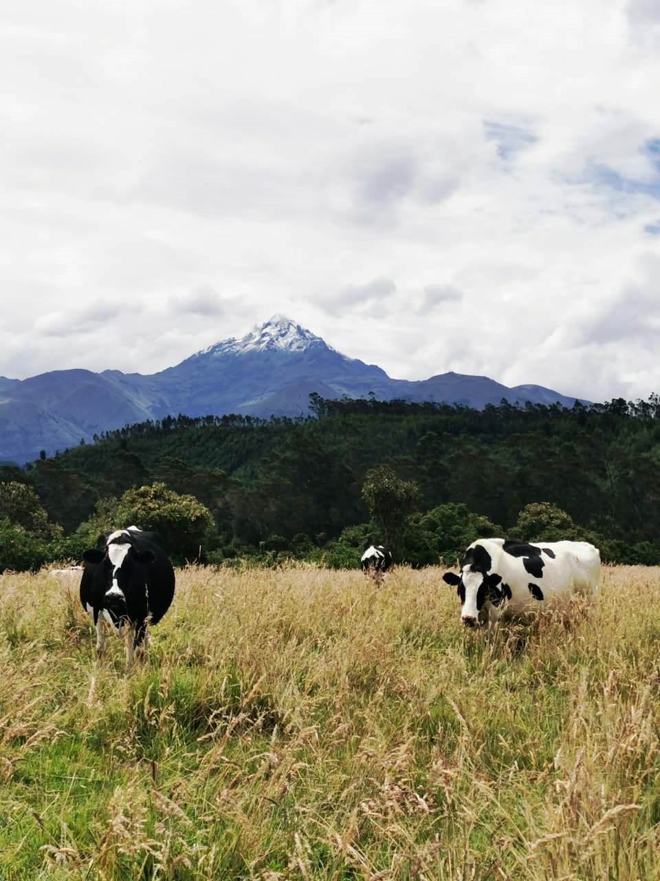 Finca en Selva Alegre - Imbabura 145 ha
