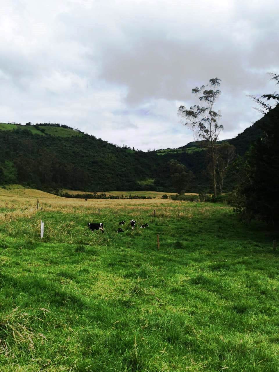 Finca en Selva Alegre - Imbabura 145 ha