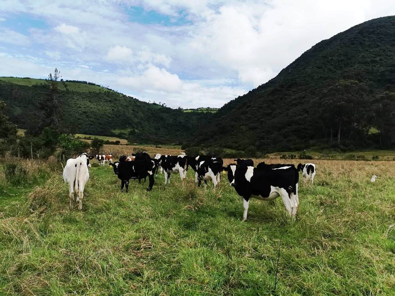 Finca en Selva Alegre - Imbabura 145 ha