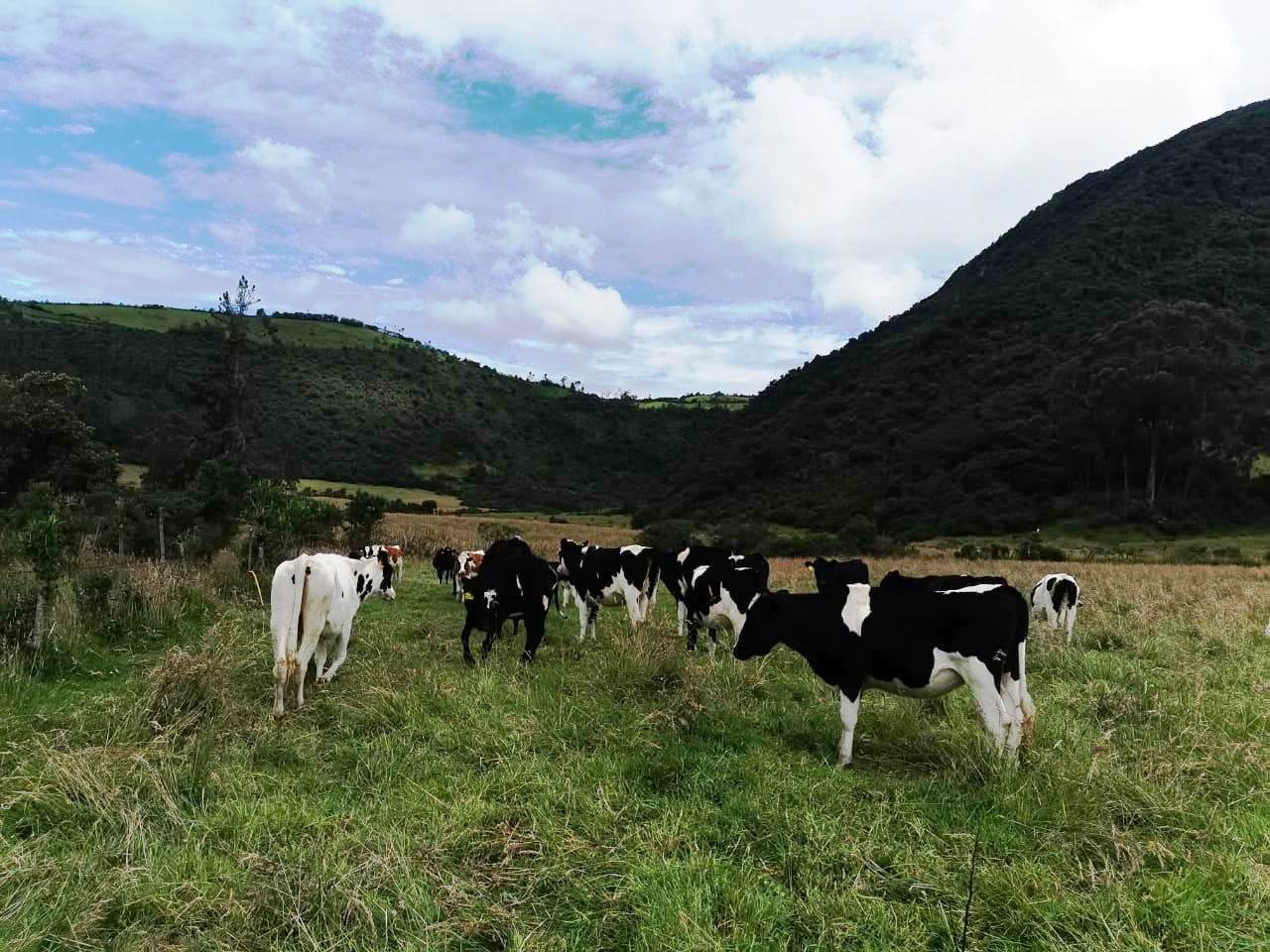 Finca en Selva Alegre - Imbabura 145 ha