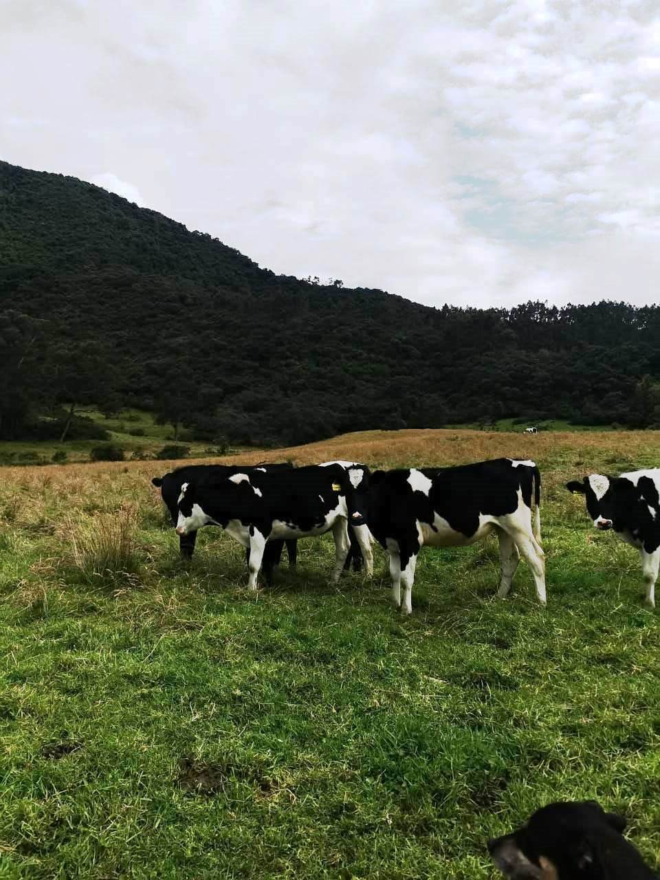 Finca en Selva Alegre - Imbabura 145 ha