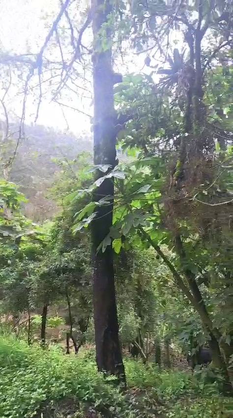 Finca en Otavalo 153 ha