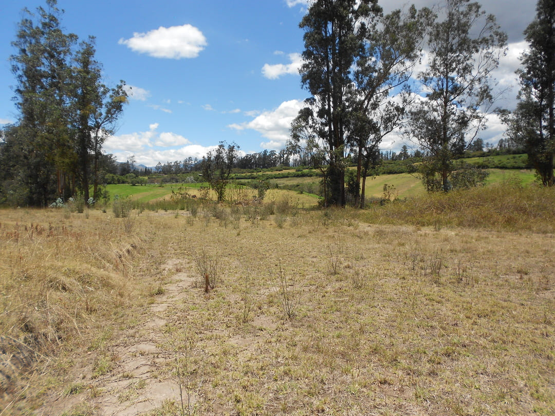 Terreno en Pifo 7,88 ha