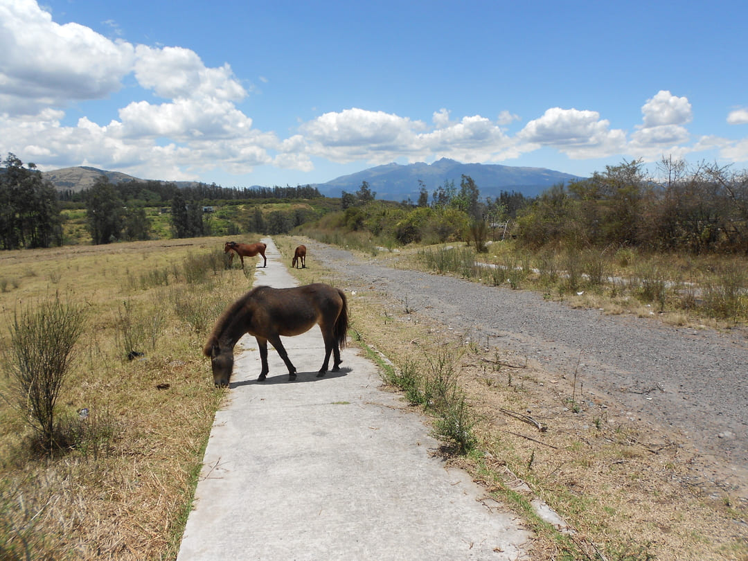Terreno en Pifo 7,88 ha
