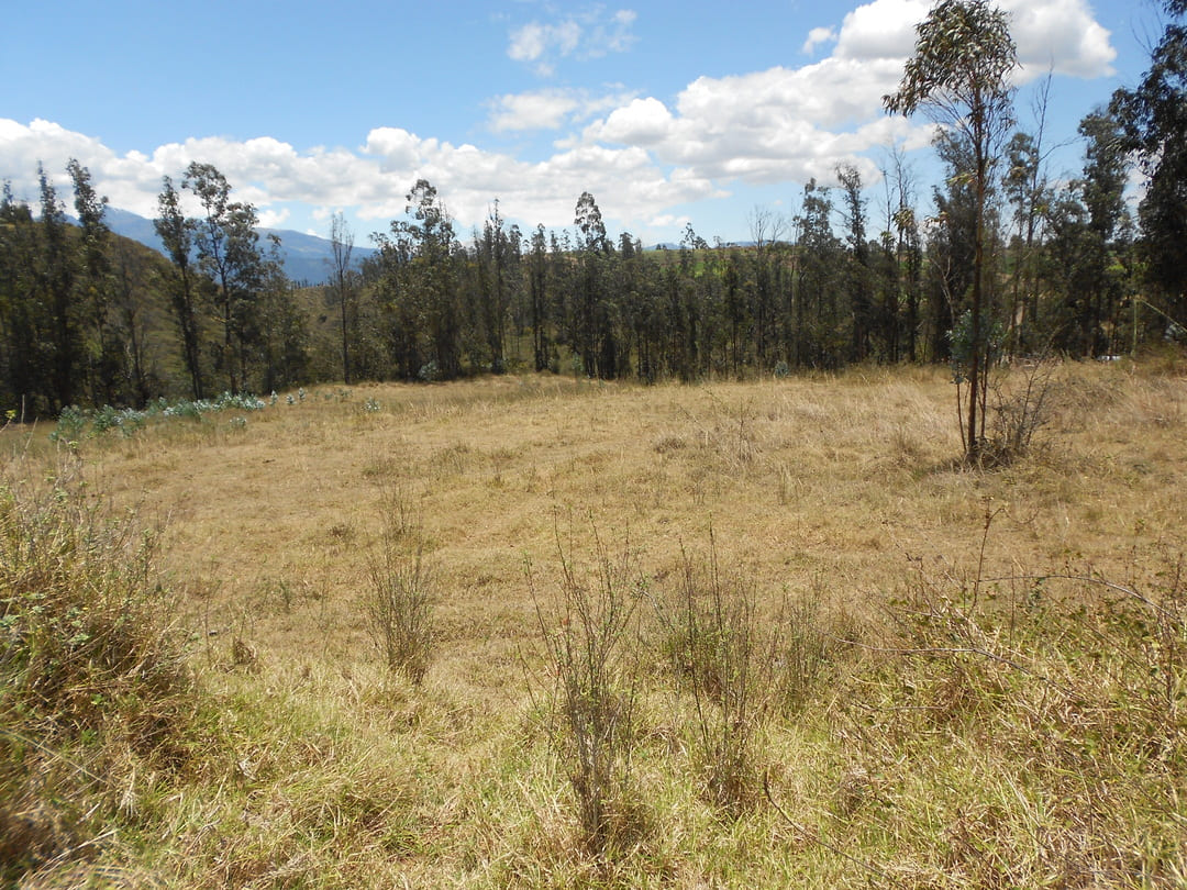 Terreno en Pifo 7,88 ha