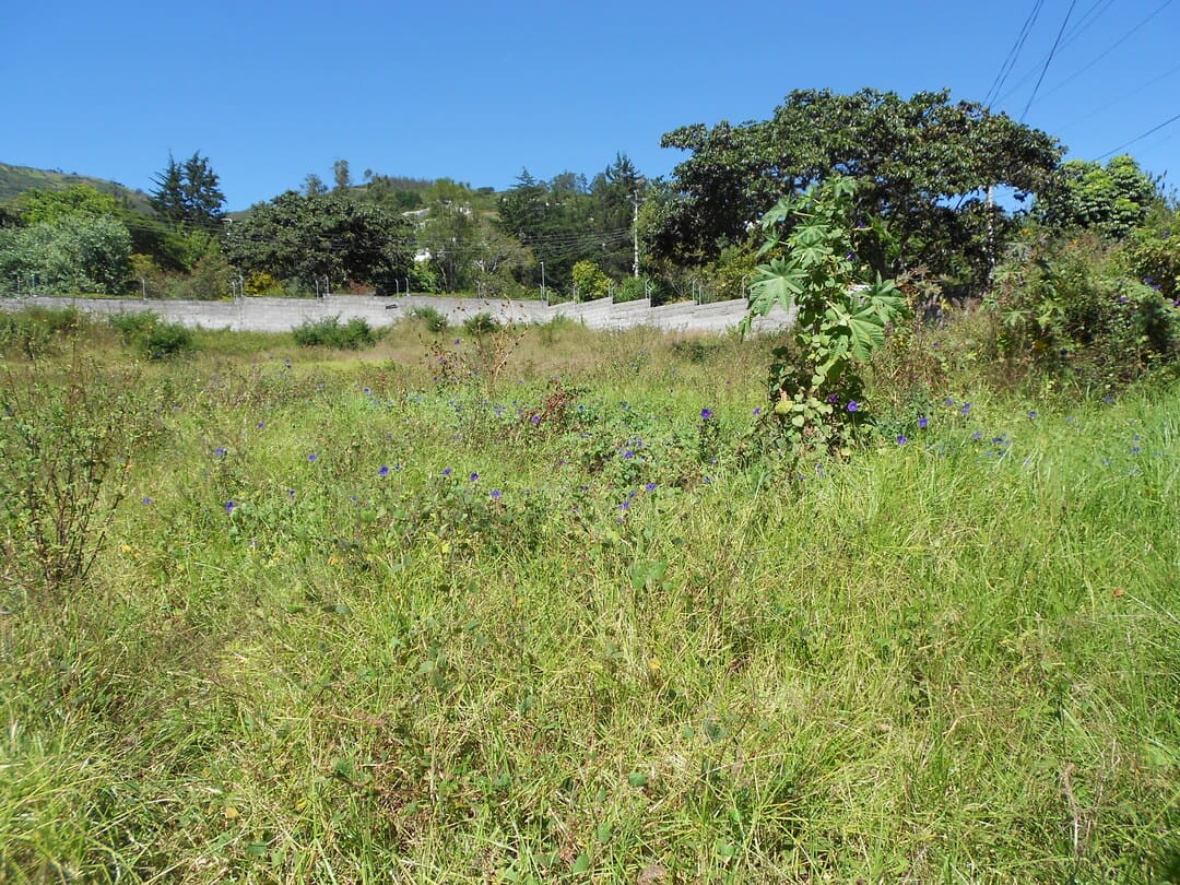 Land on ruta viva