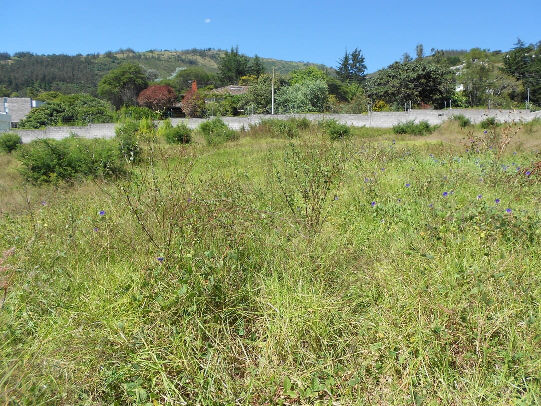 Land on ruta viva