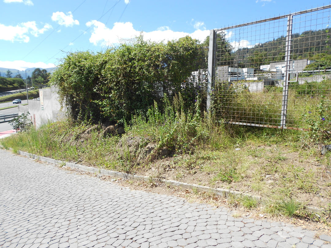 Land on ruta viva