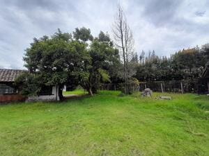 Land on ruta viva