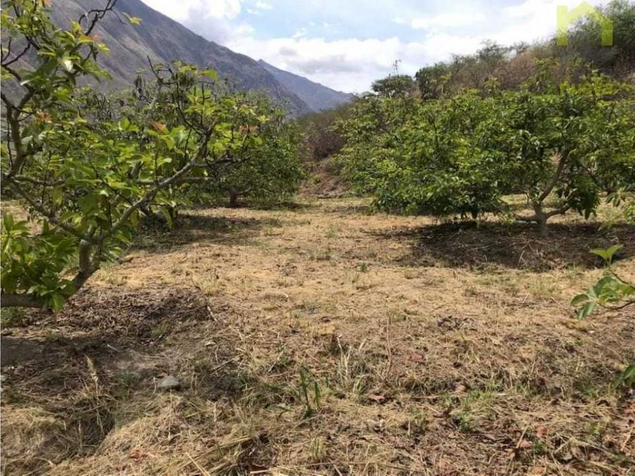 Farm in Mira 10 ha