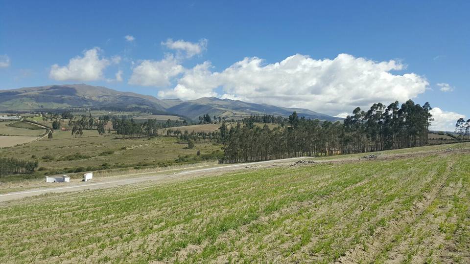 Farm in Cochasqui 61 ha